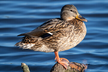 Anas platyrhynchos female is a mediterranean duck in aiguamolls emporda girona catalonia spain