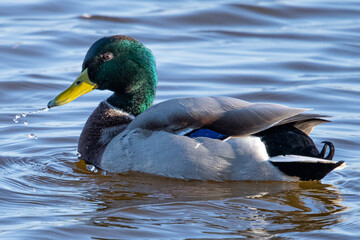 Anas platyrhynchos male is a mediterranean duck in aiguamolls emporda girona catalonia spain