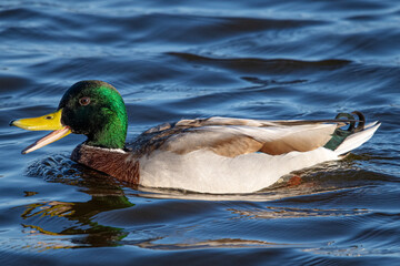 Anas platyrhynchos male is a mediterranean duck in aiguamolls emporda girona catalonia spain