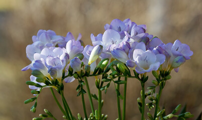 Purple freesia flowers and buds