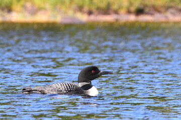 Loon