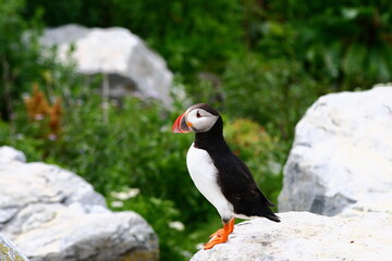 Puffin