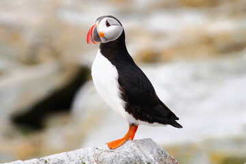 Puffin