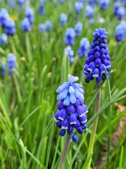 Macro of blue hyacinth. Muscari. Meadow of Spring Flowers.