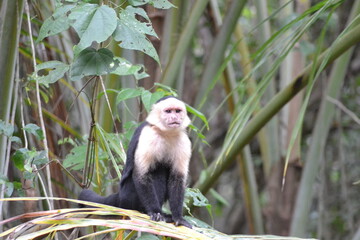 singe
