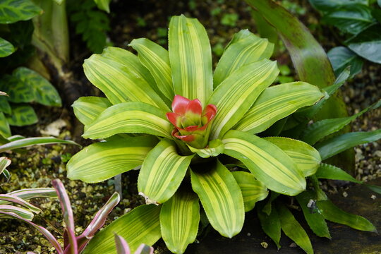 Guzmania lingulata or scarlet star is a species of flowering plant in the bromeliad family Bromeliaceae, subfamily Tillandsioideae.