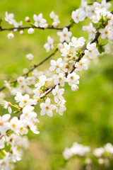 Blossoming cherry tree. Spring time. Sunny day. Spring wallpaper. Selective focus.