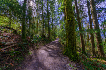 Mossy trees during early Spring, on Transcanada forest trail near Simon Fraser University, BC, Canada.
