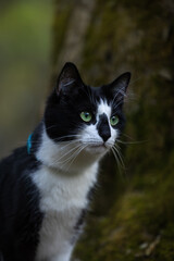 Portrait of a black and white cat on a tree background