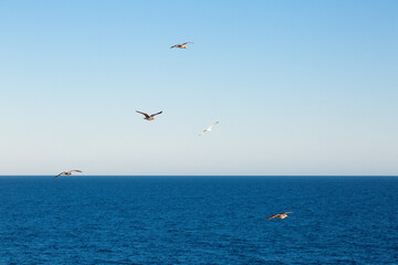 seagulls flying over the sea and under the blue sky