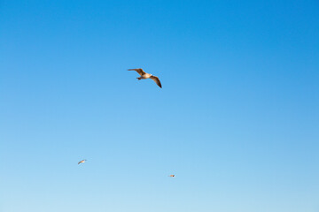 seagulls flying over the sea and under the blue sky