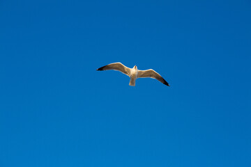 seagulls flying over the sea and under the blue sky