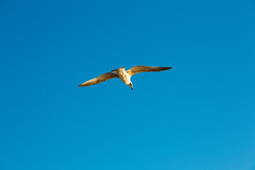 Obraz premium seagulls flying over the sea and under the blue sky