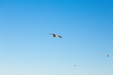 seagulls flying over the sea and under the blue sky