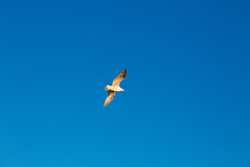 seagulls flying over the sea and under the blue sky