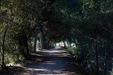 Lonely sunlit road crossing green pastures and covered by trees