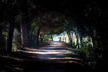 Lonely sunlit road crossing green pastures and covered by trees