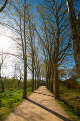 Lonely sunlit road crossing green pastures and covered by trees
