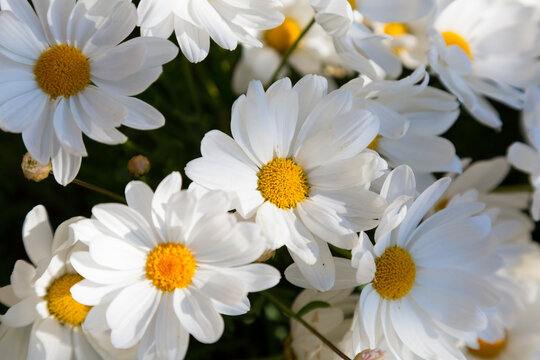White daisies, spring in its purest form