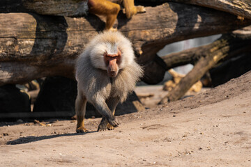 Baboon sitting on the ground on a sunny day