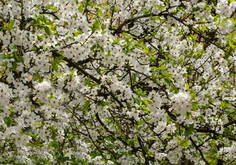 Flowering cherry plum, Prunus cerasifera L.
Active flowering of cherry plum creates an almost solid background.
