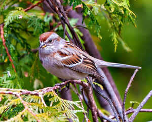 Chipping Sparrow Photo and Image.  Sparrow perched on a cedar tree branch in its environment and habitat surrounding with a green background.