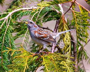 Chipping Sparrow Photo and Image.  Sparrow perched on a cedar tree branch with spread wings and singing with open beak in its environment and habitat surrounding.