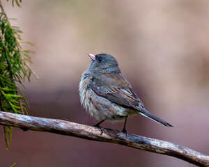 Junco Dark-eyed Photo and Image.  Close-up profile view perched with a coniferous forest background in its environment and habitat surrounding. State coloured Junco Portrait.