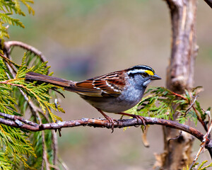 Sparrow Photo and Image. Perched on a cedar tree branch with a side view and blur background in its environment and habitat surrounding.