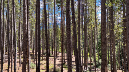 Fototapeta premium path through the pine trees of the forest