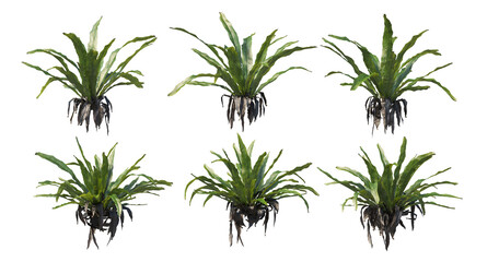 Various kinds of fern in the garden on transparent background © jomphon