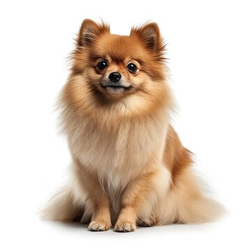 Pomeranian Puppy Isolated on White: Cute Small Pet Breed for Every Canino Lover: Generative AI