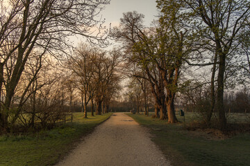 path between trees in a park