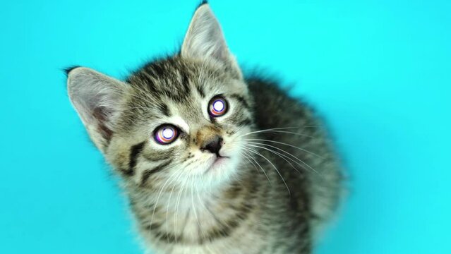 Funny kitten with changing color eyes on light blue closeup