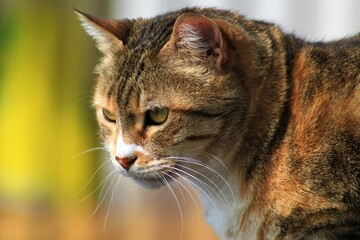Primo piano di un gatto europeo/soriano scattato in Italia in una giornata di sole, effetto bokeh