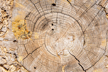 Naklejka premium Vista del corte del tronco de un viejo árbol, textura