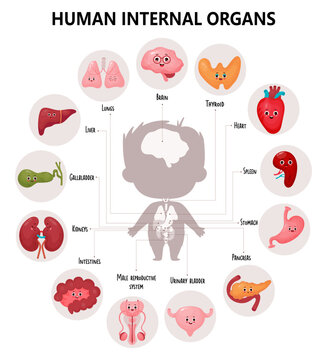 Anatomy human body. Cute infographics with visual scheme internal male cartoon organs characters, their names and locations. Vector illustration. Educational medical poster in cartoon style.