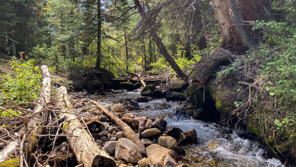 Fototapeta na wymiar mountain creek through the forest in Breckenridge Colorado