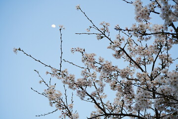 Cherry Blossoms Flower, Japanese Sakura blooming in Spring over Moon - ピンク 春の花 桜 夜景 月