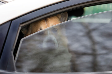 cute sad dog sitting in a closed car and looks out through the glass