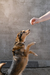 Reward your pet. Vertical image. 
