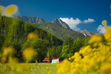 Bacówka pod Reglami w Zakopanem i okolice. Widok na zalesione góry przysłonięty żółtymi polnymi kwiatami. 