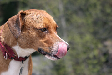 Dog licking lips and nose with long pink tongue on nature walk. Side view of dog with foam in mouth. Signs of overexertion from playing and running around. 1 year old harrier mix dog. Selective focus. - obrazy, fototapety, plakaty
