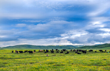 Fototapeta na wymiar Green meadow farm with cows and sheep under blue sky