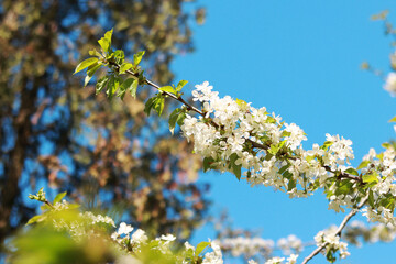 Branches of blossoming white cherries close-up. Blooming spring tree against the blue sky, natural background. Photo for a banner with a spring background of a blossoming fruit tree