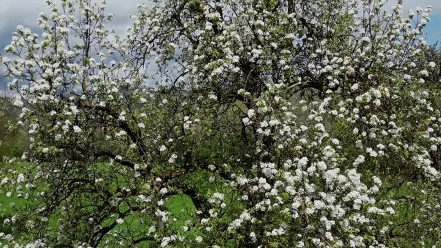 Baumbl&uuml;te