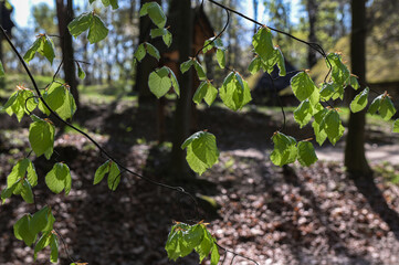 Branch of beech tree with leaves.
