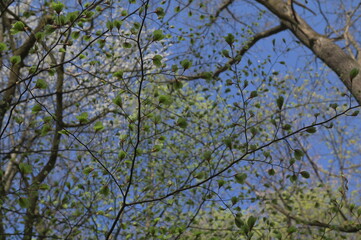 Branch of beech tree with leaves.