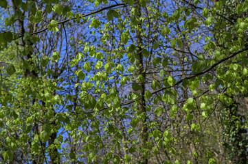 Branch of beech tree with leaves.