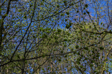 Branch of beech tree with leaves.